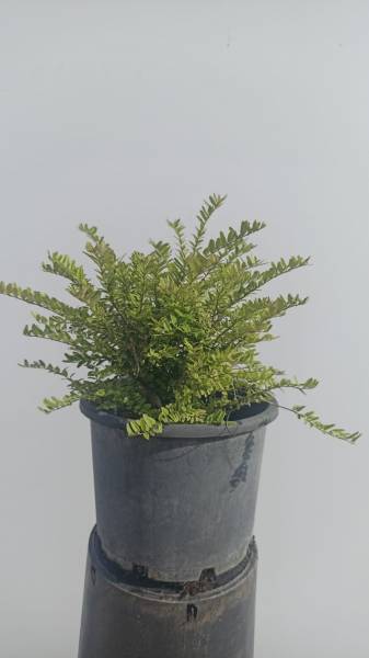 Lonicera